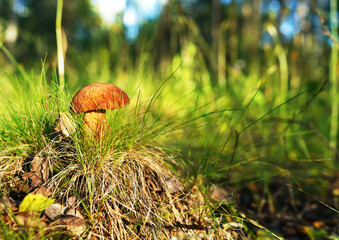 Mushroom in mushrooming season in wild. Bolete mushrooms in the forest. Boletus Edulis Porcini. Edible mushroom that grows in forest. White Mushroom. Edible Big Boletus mushroom at woodland.