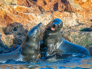 Guadalupe fur seals (Arctocephalus townsendi), at new haul out on Las Animas Island, Baja California Sur, Sea of Cortez, Mexico, North America