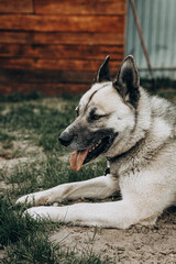 dog