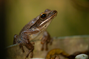 Common tree frog (polypedates leucomystax) on a plant pot edge, natural bokeh background