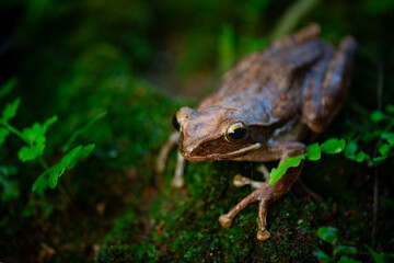 Common tree frog (polypedates leucomystax) on a humid moss surface, natural bokeh background
