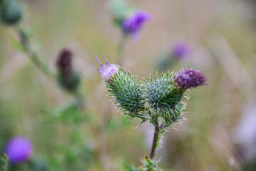 flowers in the field