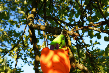 Branch cutter for Cutting branch. Cutting branches on apple tree use Garden pruning shears....