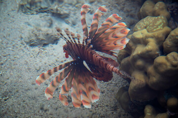 A beautiful lionfish swims in the water. A large poisonous fish. A beautiful fish.