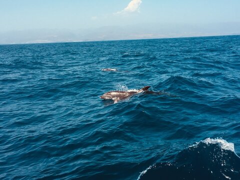 Een boottour op de Atlantische Oceaan in Gran Canaria biedt een onvergetelijke ervaring, vooral wanneer je de kans krijgt om dolfijnen in hun natuurlijke habitat te zien.