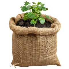 Culantro on sack, isolated on a white background, bright and vivid tonality, in the style of product photography.