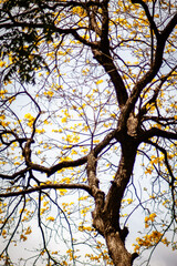Fototapeta premium Flores