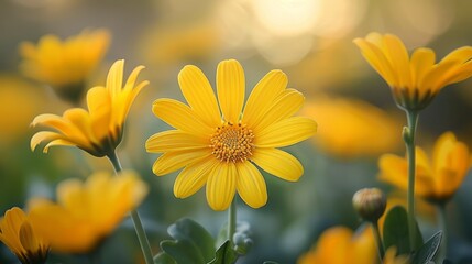 Captivating nature photography of yellow flowers in bloom during golden hour