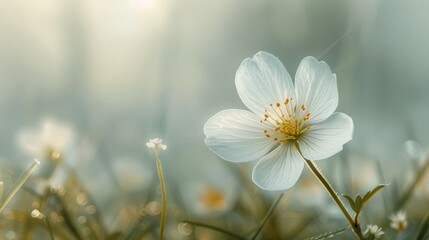 Delicate blossom surrounded by meadow grasses in soft morning light