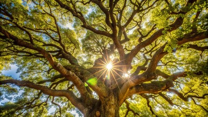 Obraz premium Sunlight Through Branches of Ancient Tree