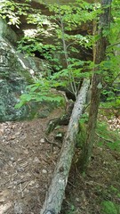 stream in the woods