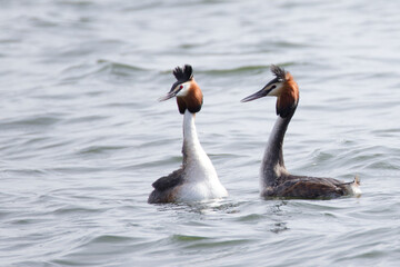 couple de grèbes huppés