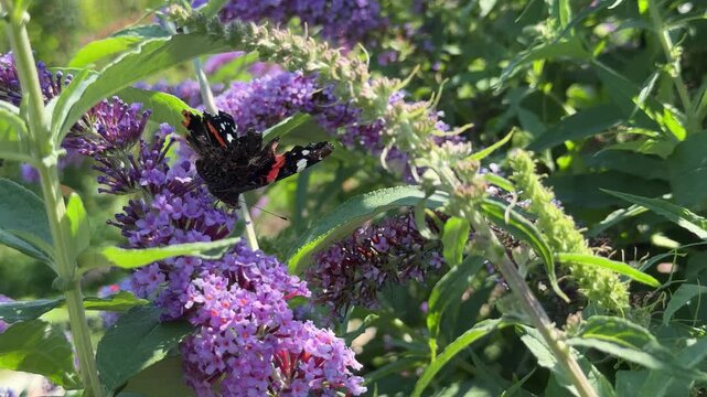 Butterfly on flowers  buddleia butterfly bush.