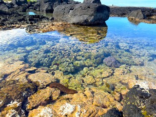 Hawaiian Sea Cucumber (aka Pacific White-Spotted) on a Tide Pool at Wawaloli Beach Park, Kailua-Kona, Hawaii.  Actinopyga varians, Holothuriidae family. Echinoderms. Marine Invertebrate animals.   