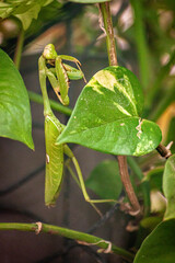 Mantis Religiosa