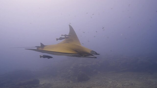 Chilean devil ray swimming close to diver