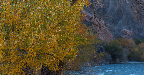 Amber foliage frames a mountains river, meandering at the foot of towering, rugged cliffs under the gentle embrace of a clear azure sky.