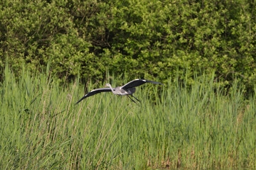 Airone cenerino in volo