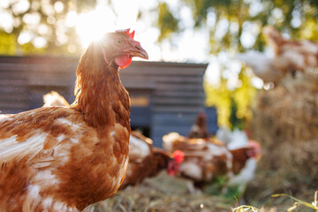 Brown hen pecking at feed in sunny farm yard, free range chickens on eco farm