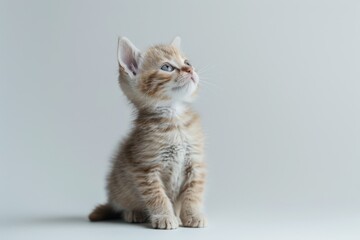 Obraz premium Striped kitten sitting and looking up against a white background, isolated, creating a cute and serene portrait.