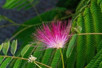Albizia julibrissin, the persian silk tree, pink silk tree or mimosa tree