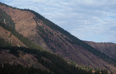 Naklejka premium landscape of a mountain slope dotted with coniferous trees, with the contrasting hues of the vegetation suggesting the transition from late autumn to early winter under a sky filled with soft clouds