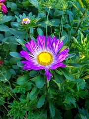 The aster is purple