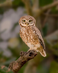 owl on a branch in a Morning Light