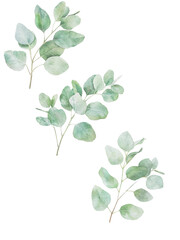 Obraz premium eucalyptus green leaves isolated on white