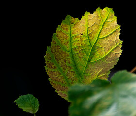 close up of a leaf