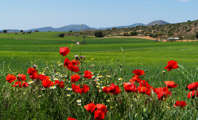 Bright red poppies and white daisies in a lush green field, set against a backdrop of rolling hills under a clear blue sky. Picturesque scene the serene beauty of the Spanish countryside in spring.