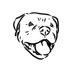 Hand drawn sketch of american bully. Graphical dog isolated on white background.