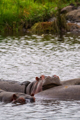 Fototapeta premium Hippos in the Ngorongoro Crater, Tanzania. Africa