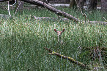deer in the forest