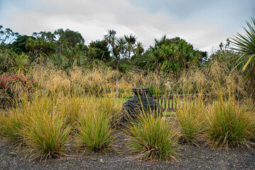 Background photography of botanic garden, Festuca mairei, atlas fescue, Deer Grass, Muhlenbergia rigens, palm,  garden; bench, vase, flower; yellow, green, summer; nature; gardening, Scotland