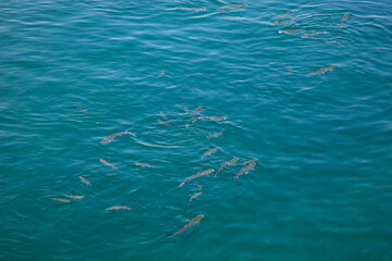 A vibrant display of various fish species from the Ria Formosa in Algarve, Portugal, showcasing the region's rich marine biodiversity in a crystal-clear aquatic setting.