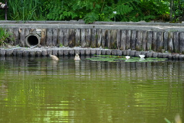 Krakow, Ogrodzieniec , Poland