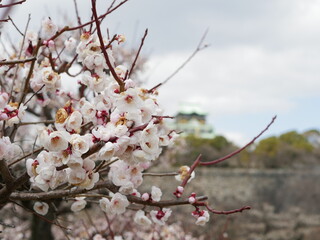 Cherry blossoms and the castle.