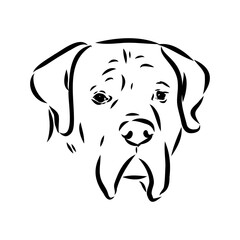 Fototapeta premium Hand drawn sketch of american bully. Graphical dog isolated on white background.