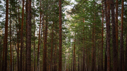 Tall pine trees stand in a dense forest, their trunks stretching towards the sky, with a canopy of green needles, in the tranquil embrace of the woods