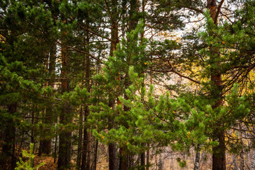 Lush green pine branches in the foreground with a backdrop of a dense autumn forest with golden hues.