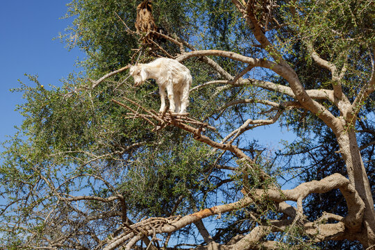 Goats in trees outside of Essaouira, Morocco. 