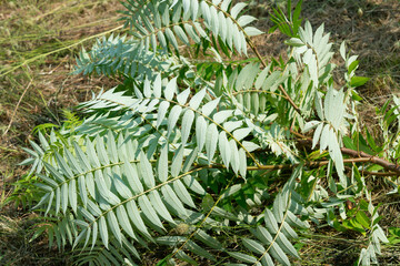 recently planted tree now felled (sumac)