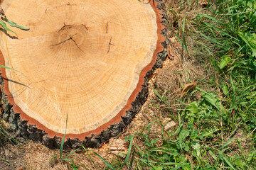tree stump revealing rings and outer bark after felling