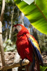 red and yellow macaw
