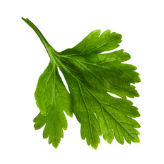 sprig of parsley on a blank background.