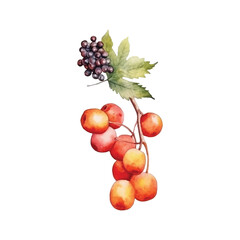 Watercolor fruit of autumn season vector ilustration, white background