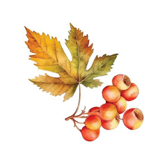 watercolor fruit and leaves of autumn season vector ilustration, white background
