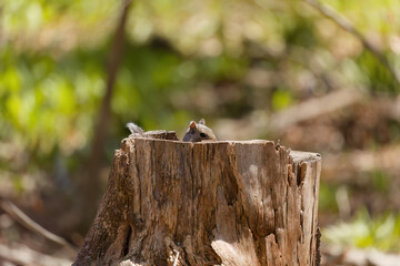 Eastern gray squirrel,(Sciurus carolinensis) known as the grey squirrel is native animal  to eastern North America