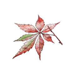watercolor autumn leaves ilustration, white background